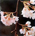 枝垂れ桜