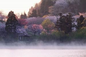 朝もやの国花苑