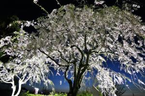 夜桜