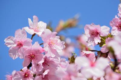 桜と青空の画像