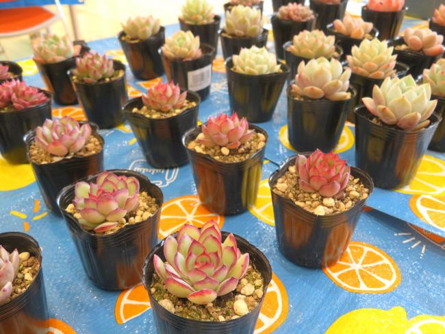 いろいろな種類の多肉植物を