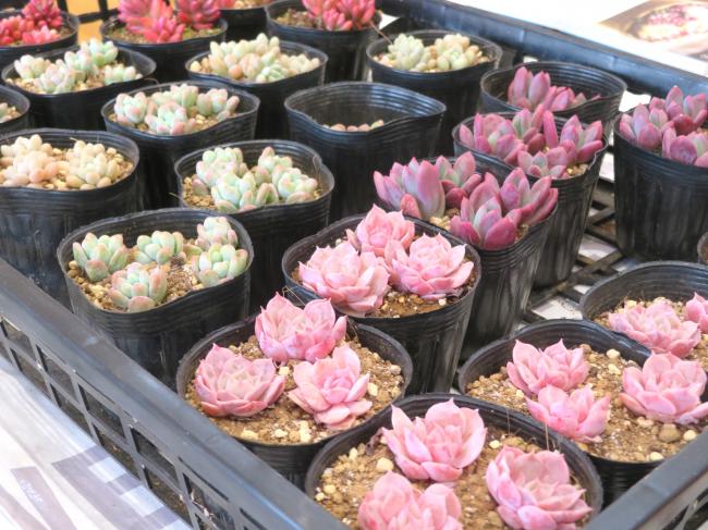 色もきれいで、春を感じます