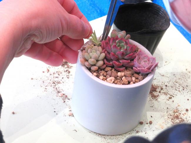 メインの多肉植物