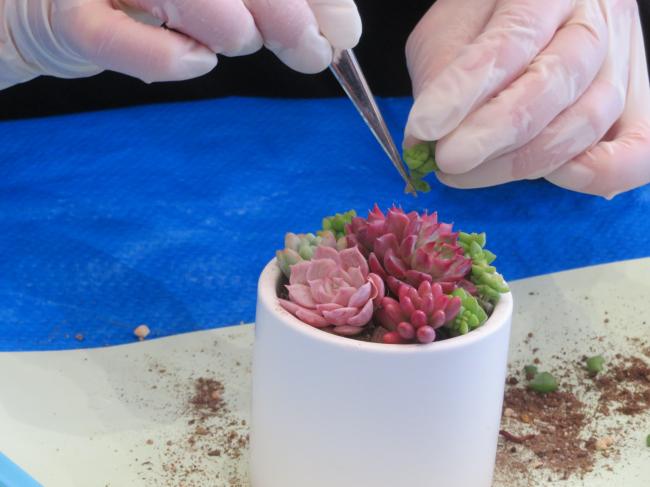 土が見えなくなるくらいたっぷりと